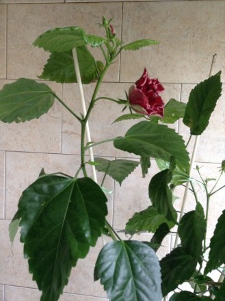 Роза цветущая. Цветок махровый.
Высота вазона 14 см. Общая высота 66 см.
Куст . . фото 9