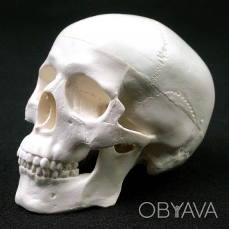 Анатомическая модель человеческого черепа
Череп человека белый. Анатомическая мо. . фото 1