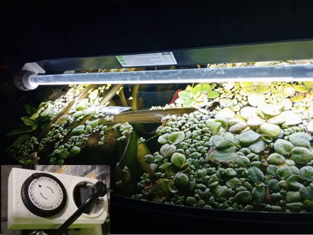 Juwel
Страна производитель
Германия
Вид аквариума
угловой с выпуклым панорамным . . фото 4