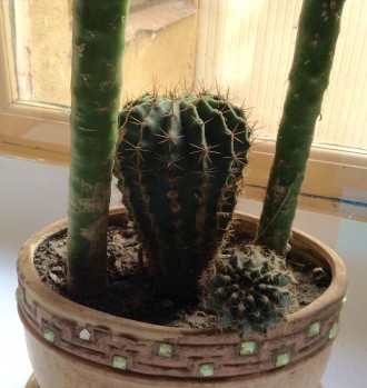 Композиция из кактусов. Керамический вазон. 
Две ветки мягкого кактуса (аустроц. . фото 5