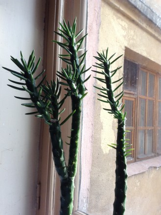 Композиция из кактусов. Керамический вазон. 
Две ветки мягкого кактуса (аустроц. . фото 4