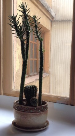 Композиция из кактусов. Керамический вазон. 
Две ветки мягкого кактуса (аустроц. . фото 3