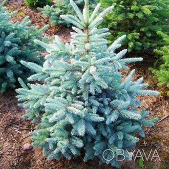 Ель голубая Кейбаб / Picea pungens Kaibab
Декоративный сорт ели колючей отличает. . фото 1