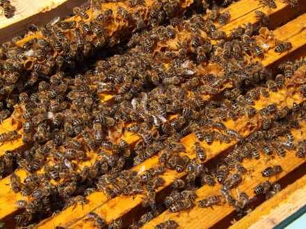 Продам пчелопакеты карпатской породы с высокопроизводительными матками, со своей. . фото 3