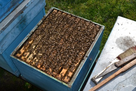 Продам пчелопакеты карпатской породы с высокопроизводительными матками, со своей. . фото 2