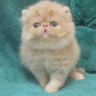 Персидские котята экстремального типа для души и равзедения, ласковые и контаткн. . фото 2