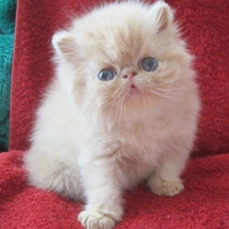 Персидские котята экстремального типа для души и равзедения, ласковые и контаткн. . фото 4