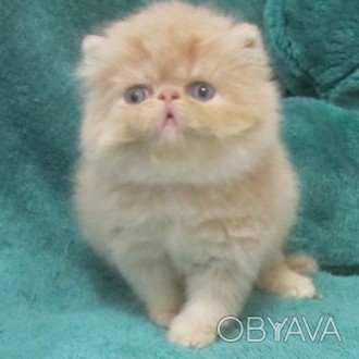 Персидские котята экстремального типа для души и равзедения, ласковые и контаткн. . фото 1