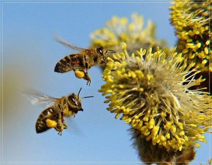 Перга- это цветочная пыльца, собранная пчелами, утрамбованая ими в соты и залита. . фото 11