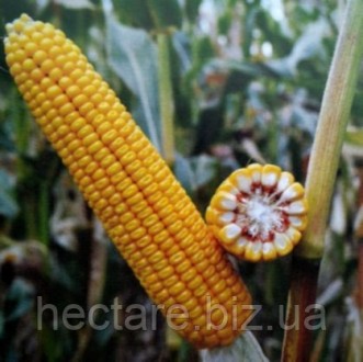 Гибрид Кукурузы ДН Пивиха. Выгодная цена при заказе через наш сайт.
Селекция
Инс. . фото 2