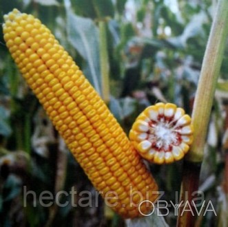 Гибрид Кукурузы ДН Пивиха. Выгодная цена при заказе через наш сайт.
Селекция
Инс. . фото 1