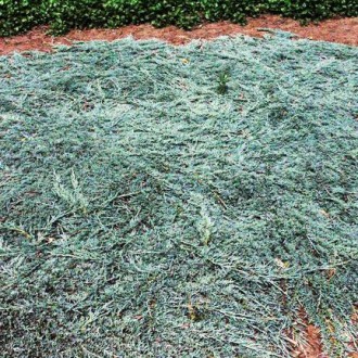 Можжевельник Айс Блю / d 30-40 / Juniperus Icee Blue. Балаклія. фото 1 Можжевельник Айс Блю / d 30-40 / Juniperus Icee Blue. Балаклія. фото 1