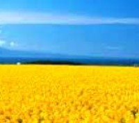 ОРГАНИЗАЦИЯ КУПИТ ЗЕМЛЮ ОТ 1000 ГА АГРО КОМПЛЕКСЫ. Кривий Ріг. фото 1 ОРГАНИЗАЦИЯ КУПИТ ЗЕМЛЮ ОТ 1000 ГА АГРО КОМПЛЕКСЫ. Кривий Ріг. фото 1
