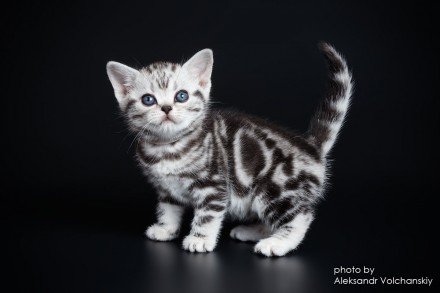 Американские короткошерстные котята из Монопитомника "Artemisiacat".
. . фото 2