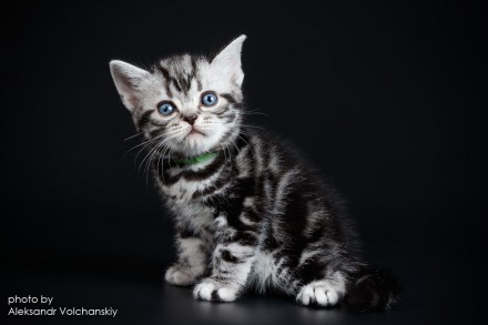 Американские короткошерстные котята из Монопитомника "Artemisiacat".
. . фото 6