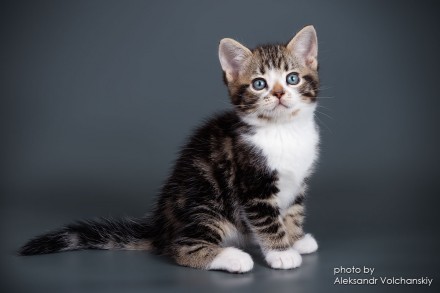 Американские короткошерстные котята из Монопитомника "Artemisiacat".
. . фото 4