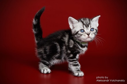 Американские короткошерстные котята из Монопитомника "Artemisiacat".
. . фото 7