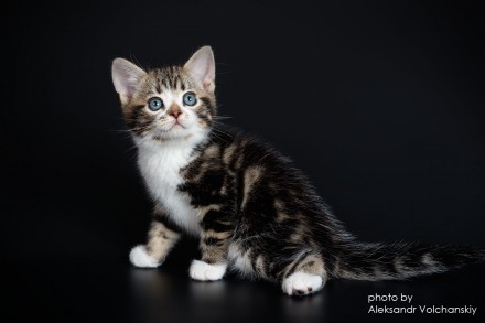 Американские короткошерстные котята из Монопитомника "Artemisiacat".
. . фото 5