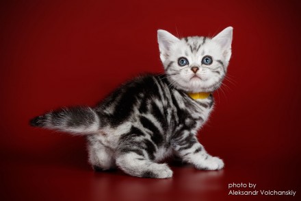 Американские короткошерстные котята из Монопитомника "Artemisiacat".
. . фото 3