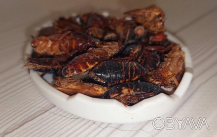 В наличии замороженный туркменский таракан это прекрасный, качественный, полезны. . фото 1