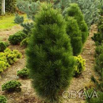 Сосна чорная Пирамидалис Компакта / Pinus nigra Pyramidalis Compacta
Хвойное дер. . фото 1