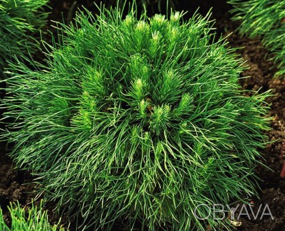 Сосна чорная Варелла / Pinus mugo Varella
Карликовая сосна с компактной кроной, . . фото 1