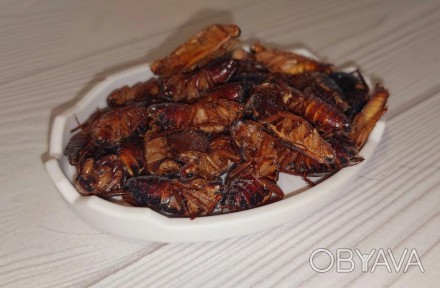 В наличии замороженный туркменский таракан это прекрасный, качественный, полезны. . фото 1