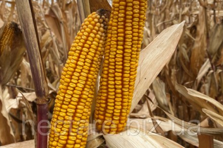  Семена кукурузы РЖТ АЛИККС (фао 220)
Высокий потенциал урожая
Лидер в своей гру. . фото 3