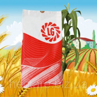 Семена кукурузы гибрид "ЛГ 30315" (LG 30315). Выгодная цена. Характеристика, опи. . фото 3