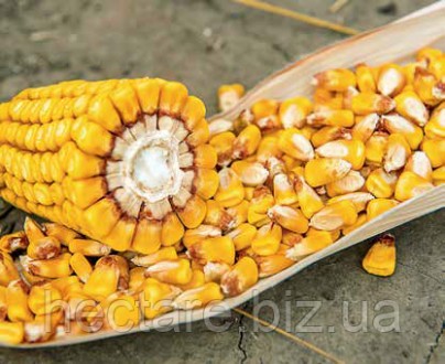 Семена кукурузы гибрид "ЛГ 30315" (LG 30315). Выгодная цена. Характеристика, опи. . фото 4