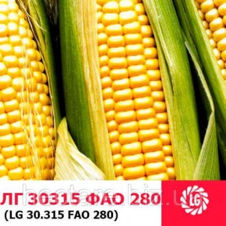 Семена кукурузы гибрид "ЛГ 30315" (LG 30315). Выгодная цена. Характеристика, опи. . фото 2
