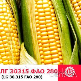 Семена кукурузы гибрид "ЛГ 30315" (LG 30315). Выгодная цена. Характеристика, опи. . фото 1