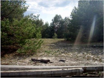 Сосновый лес 12соток за весь участок. Ясногородка. фото 1 Сосновый лес 12соток за весь участок. Ясногородка. фото 1