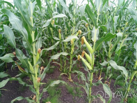 Смена кукурузы торонто 300 29кг. . фото 1
