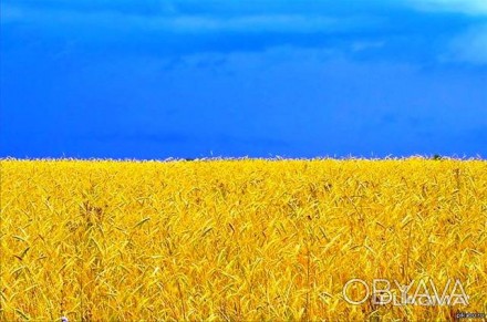 Продажа агрокомплекса в Днепр области
Земля одним массивом 5000 га
Договора 5-. . фото 1