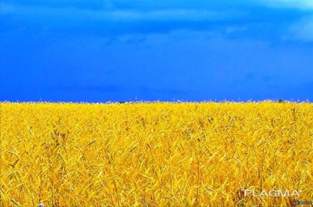 Продажа Агро предприятия в Полтавской обл Банк земли 1600 т га Техника. Полтава. фото 1 Продажа Агро предприятия в Полтавской обл Банк земли 1600 т га Техника. Полтава. фото 1