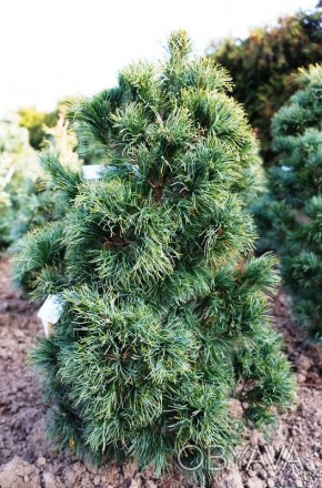 Сосна японская Шонс Бонсай / Pinus parviflora Schoon's Bonsai 
Красивая разновид. . фото 1