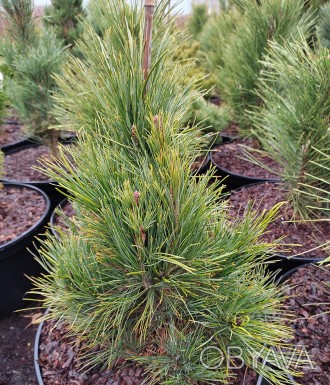 Сосна Кедровая / Pinus Сembra
Хвойное дерево с густой конусовидной кроной. В 30 . . фото 1