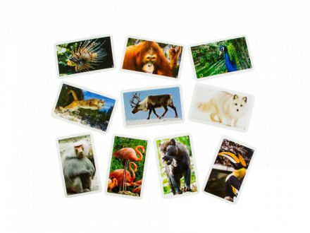 Карткова гра-вікторина "Тварини нашої планети". Граючи в цю гру, учасники розчин. . фото 5