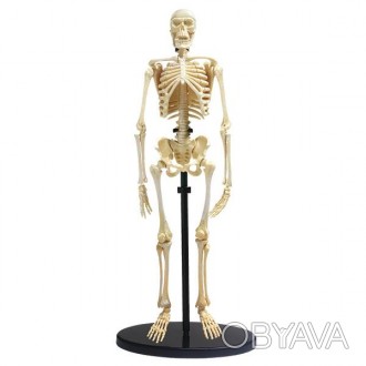 Набір для досліджень Edu-Toys Модель скелета людини збірна, 24 см заввишки, скла. . фото 1