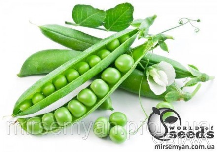 Горох Сабрина 100 000 семена (Syngenta)