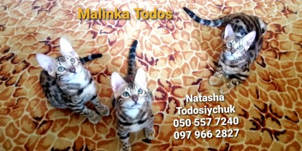 Офіційний розплідник "Malinka Todos" пропонує на постійній основі коше. . фото 10