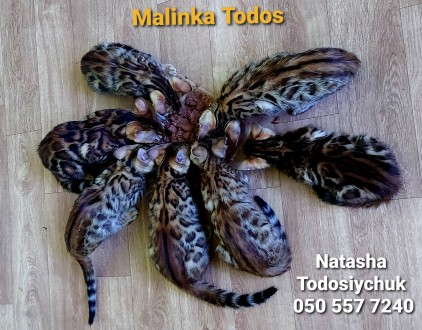 Офіційний розплідник "Malinka Todos" пропонує на постійній основі коше. . фото 2