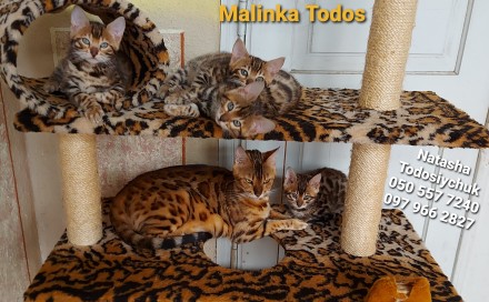 Офіційний розплідник "Malinka Todos" пропонує на постійній основі коше. . фото 2