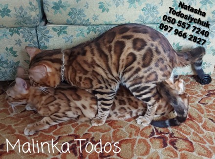 Офіційний розплідник "Malinka Todos" пропонує на постійній основі коше. . фото 7