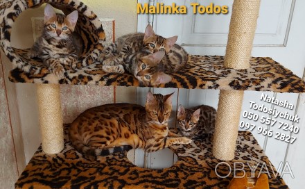 Офіційний розплідник "Malinka Todos" пропонує на постійній основі коше. . фото 1
