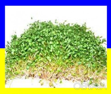  Семена микрозелени Клевер. Пророщенный клевер используется почти во всех блюдах. . фото 1