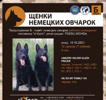 Цуценя чорної німецької овчарки. З родословною.. Киев. фото 1 Цуценя чорної німецької овчарки. З родословною.. Киев. фото 1
