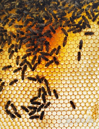 Бджолосім'я Карніка, на 300 рамці.
Медопродуктивні, здорові.
Весна 2022.
. . фото 1