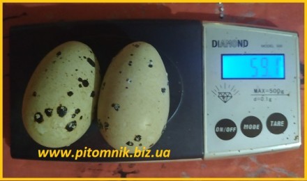 Яйца инкубационные "Техасец белый утяжеленный " - супер бройлер.

Пи. . фото 6